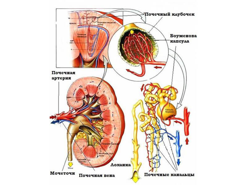 Хронический гломерулонефрит требует лечения