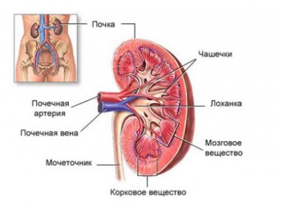 Гломерулонефрит у детей