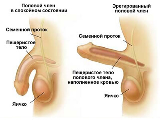 Половой член в спокойном и эрегированном состояниях
