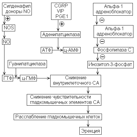 Схема механизма эрекции