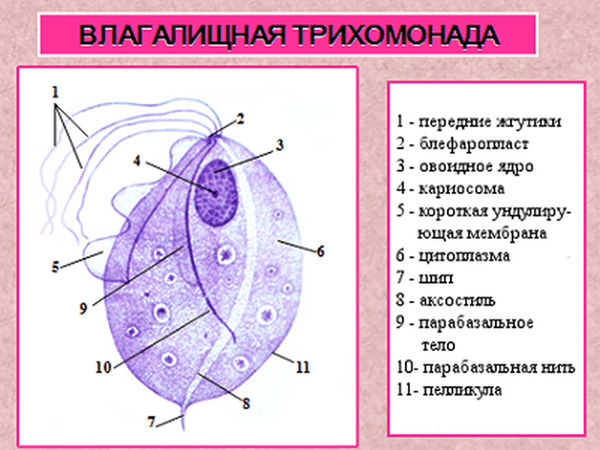 Как выглядит и передается трихомонада