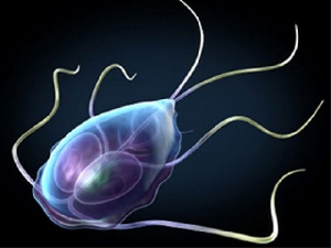 Trichomonas vaginalis &ndash; возбудитель трихомониаза
