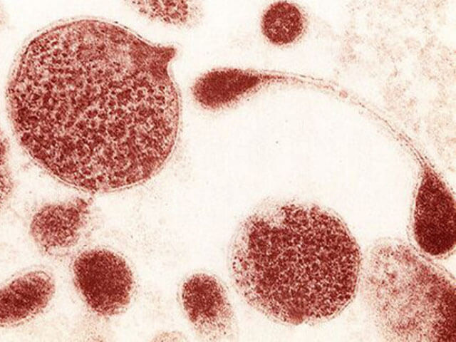 Как выглядит mycoplasma spp