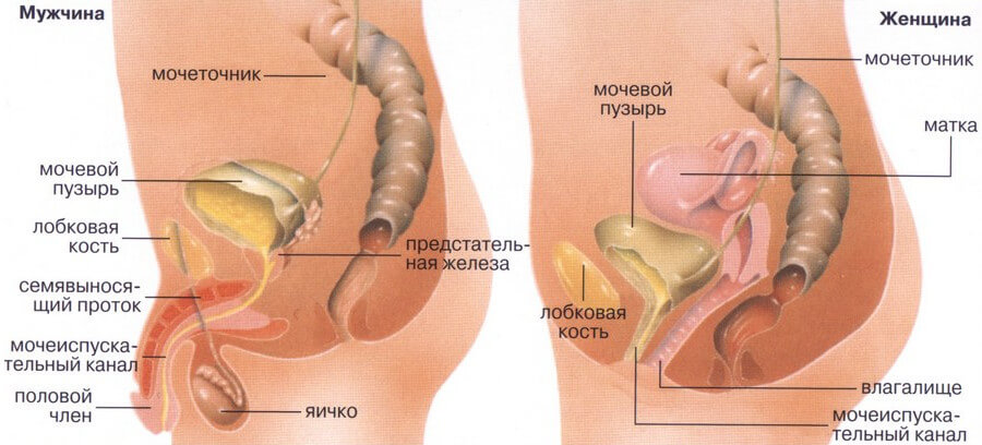 Строение мочеполовой системы у мужчин и женщин