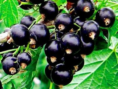 Лечение уретрита ягодой и листьями черной смородины