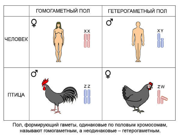 Как выглядит ложный гермафродитизм